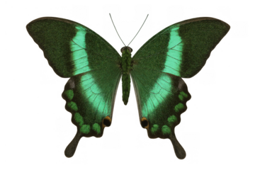 Emerald swallowtail butterfly displaying vibrant green and black wings, isolated with antennules on transparent background