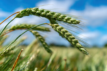 Naklejka premium Field of wheat swaying in the summer wind