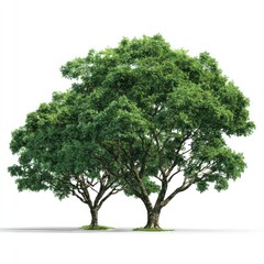 Obraz premium A large, mature tree with lush green foliage and a thick trunk stands tall against a white background.