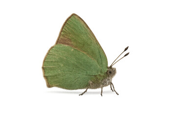 Green butterfly side view cutout on transparent background showcasing nature and insect life