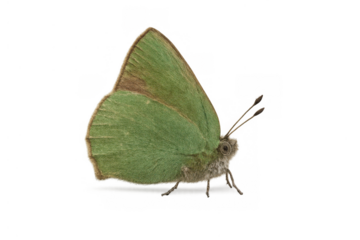 Green butterfly side view cutout on transparent background showcasing nature and insect life