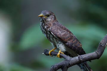 Common Hawk-Cuckoo (Hierococcyx varius) perched on a branch in natural habitat