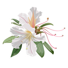 Beautiful bouquet of blossoming Rhododendron flowers. White plant isolated on a white background. 