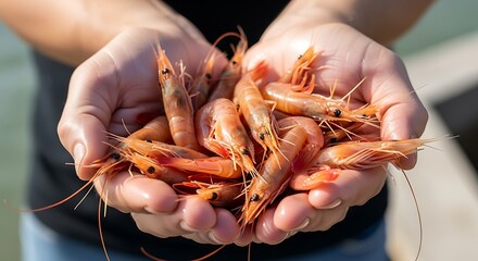 Person holding a handful of fresh raw shrimp in their cupped hands