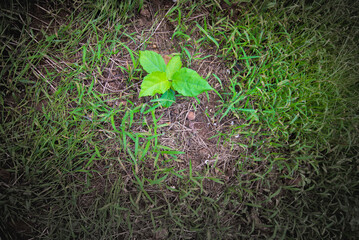 Green plant growing on the ground with filter effect retro vintage style.