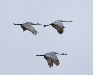 Three Sandhill Cranes (Antigone canadensis) In Flight