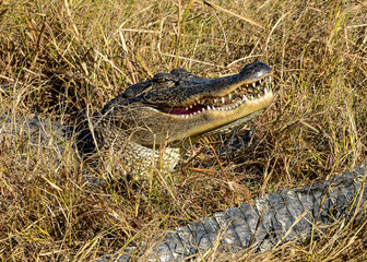 An American Alligator resting by the water's edge