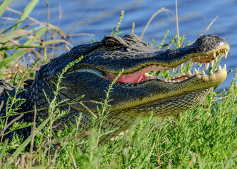 An American Alligator resting by the water's edge
