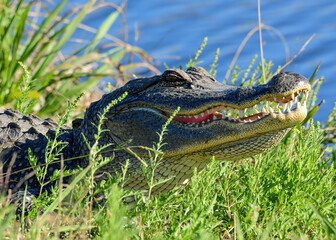 An American Alligator resting by the water's edge