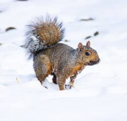 Fototapeta premium Fox Squirrel (Sciurus niger) Foraging in Snowy Forest Scene