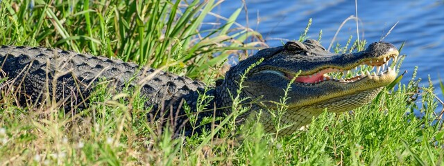 An American Alligator resting by the water's edge