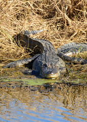 An American Alligator resting by the water's edge