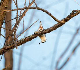 White Breasted Nuthatch (Sitta carolinensis) Scaling Tree Branch Upside Down