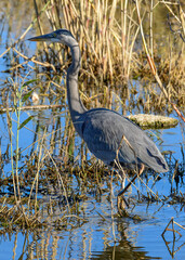 A Great Blue Heron at a nature reserve in Texas