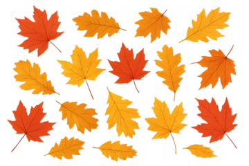Autumn season leaves vector set for fall designs. Falling maple and oak foliage in orange yellow colors with transparent background
