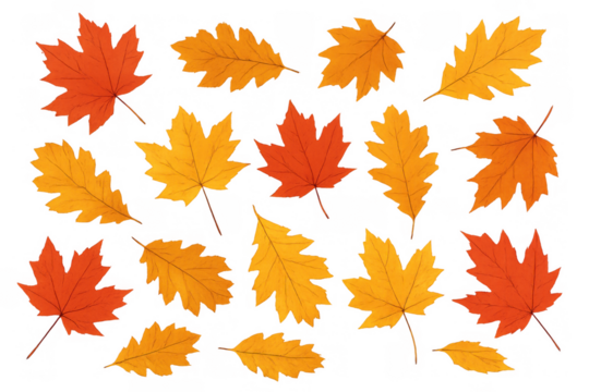 Autumn season leaves vector set for fall designs. Falling maple and oak foliage in orange yellow colors with transparent background