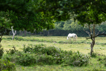 a white wild horse in the new forest in England