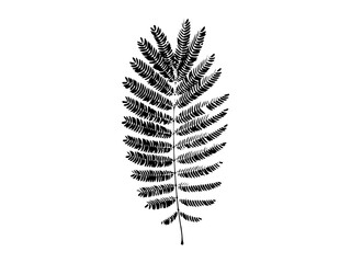 fern leaf isolated on white