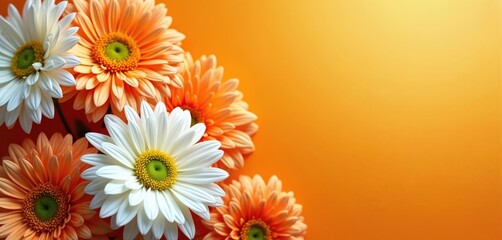 White and orange gerbera flowers are arranged on warm gradient background. Composition uses close-up view with sharp focus on blooms petals. This image conveys sense of natural beauty and vibrancy.