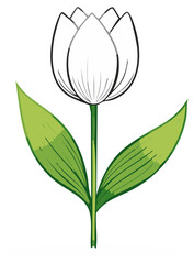 Obraz premium Delicate Tulip Illustration with Simple Outlines and Fresh Green Leaves, Perfect for Botanical Designs and Spring Themes