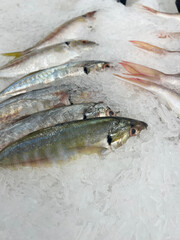 fresh sea bream fish with ice and fresh seafood on the counter.