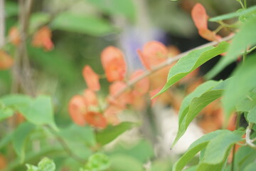 Holmskioldia sanguinea Retz. A creeping shrub with long, arching branches. Inflorescences are branched racemes of orange-red to brick-red color.