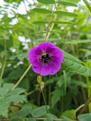 purple flower in the garden