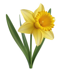 Fototapeta premium Yellow daffodil flower isolated on transparent background