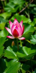 Obraz premium Vibrant pink water lily blossoms open to reveal delicate petals, a symbol of purity and new beginnings amidst lush green foliage, purity, floral