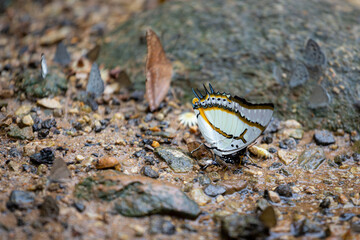 A delicate white butterfly with bold yellow and black edging rests on wet gravel and scattered leaves, showcasing beauty and resilience in a damp, earthy forest floor setting.