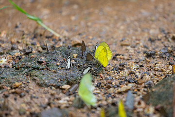 A small cluster of butterflies rests on a gritty gravel path, highlighted by a vivid yellow butterfly among black-and-white wings. A natural macro scene showcasing insect life 