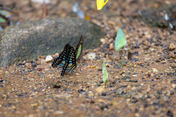 A small cluster of butterflies rests on a gritty gravel path, highlighted by a vivid yellow butterfly among black-and-white wings. A natural macro scene showcasing insect life 