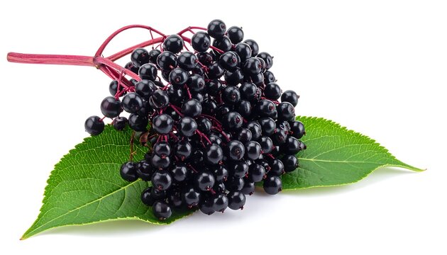 A close-up of fresh, ripe, dark berries on green leaves against white - Powered by Adobe