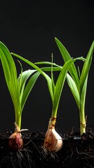 Three onions sprouting green shoots in dark soil against a black background