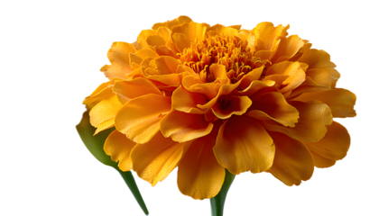 clean marigold or tagetes erecta flower remoted on white background with full intensity of subject