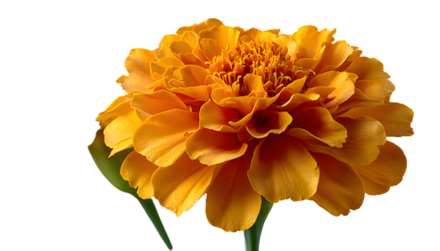 clean marigold or tagetes erecta flower remoted on white background with full intensity of subject