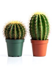 Two round cacti in pots against a white background, studio shot