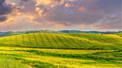 Agricultural landscape of yellow and green wheat field in rustic farmland. Farming agriculture evening  background. Summer season beautiful rural picture.