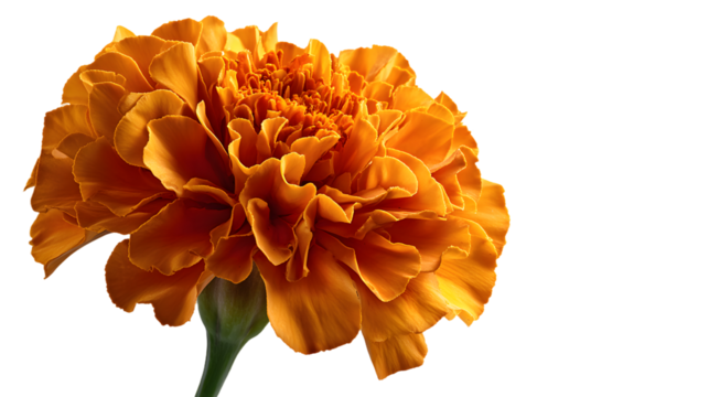 fresh marigold flower or tagetes erecta isolated on white background. space for text.