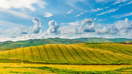 Scenic view at beautiful summer sunset in a wheaten shiny field with golden wheat and sun rays, deep blue cloudy sky and road, rows leading far away, valley landscape