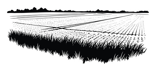 Cultivated farm field with rows of crops and distant treeline. agricultural landscape drawing.