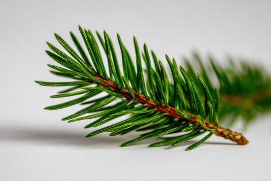 A single spruce branch elegantly arranged on a clean background, soft natural lighting, minimalistic composition, creating a serene and inviting mood