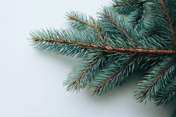A single spruce branch elegantly arranged on a clean background, soft natural lighting, minimalistic composition, creating a serene and inviting mood