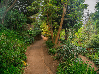 Dirt Trails Through Jungle Like Garden