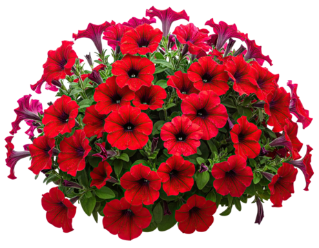Vibrant cluster of red and pink petunia blooms