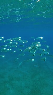 Vertical footage, Shoal of Striped Mackerel filtering for plankton swims with open mouths in turquoise water sparkling in the bright sun rays, slow motion