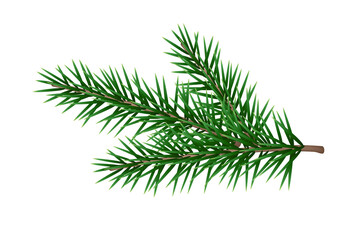 Christmas pine tree  branch isolated on transparent background, Xmas green fir spruce branch.
