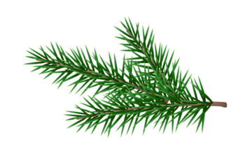 Christmas pine tree  branch isolated on transparent background, Xmas green fir spruce branch.