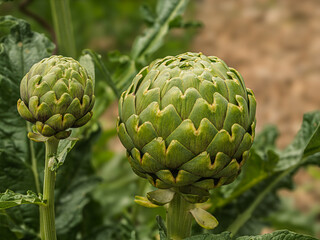 Obraz premium Two Nice Artichoke Ready To Pick