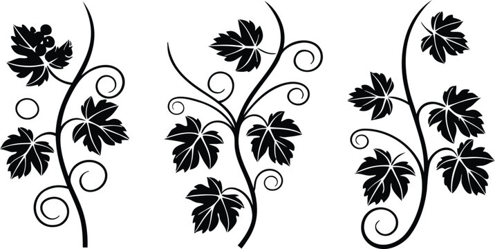 Stylized black and white grapevine illustrations. elegant decorative organic plant elements design with leaves and tendrils vector